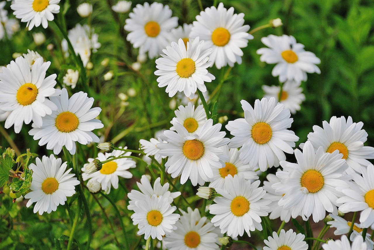 Mes de las Flores