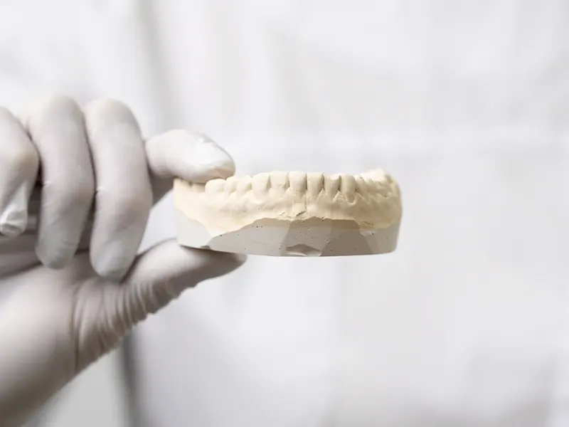 Modelo de estructura ósea maxilar